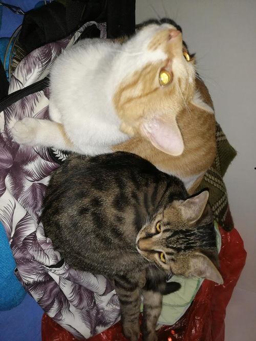 娱乐圈吃瓜猫,揭秘吃瓜猫背后的娱乐真相